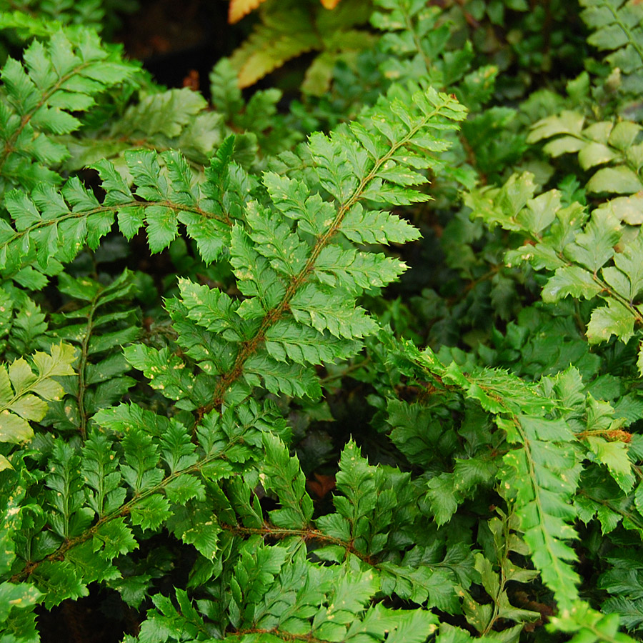 Polystichum polyblepharum