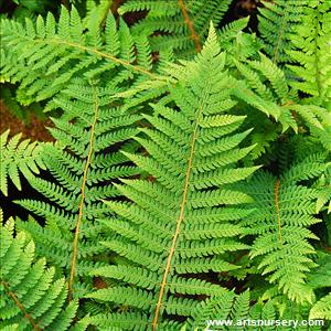 Polystichum proliferum