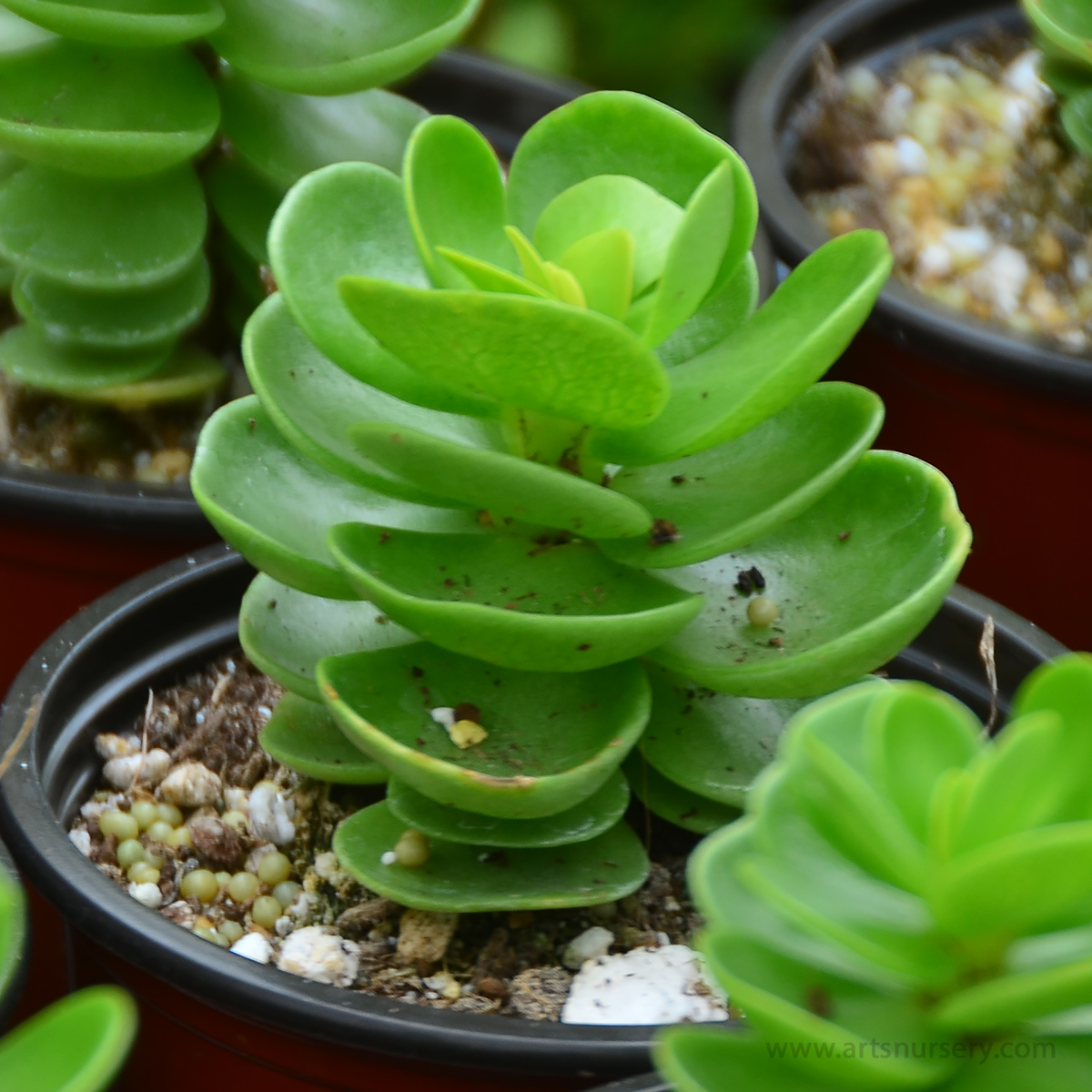 Portulaca molokiniensis