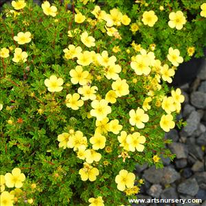 Potentilla fruticosa Sundance