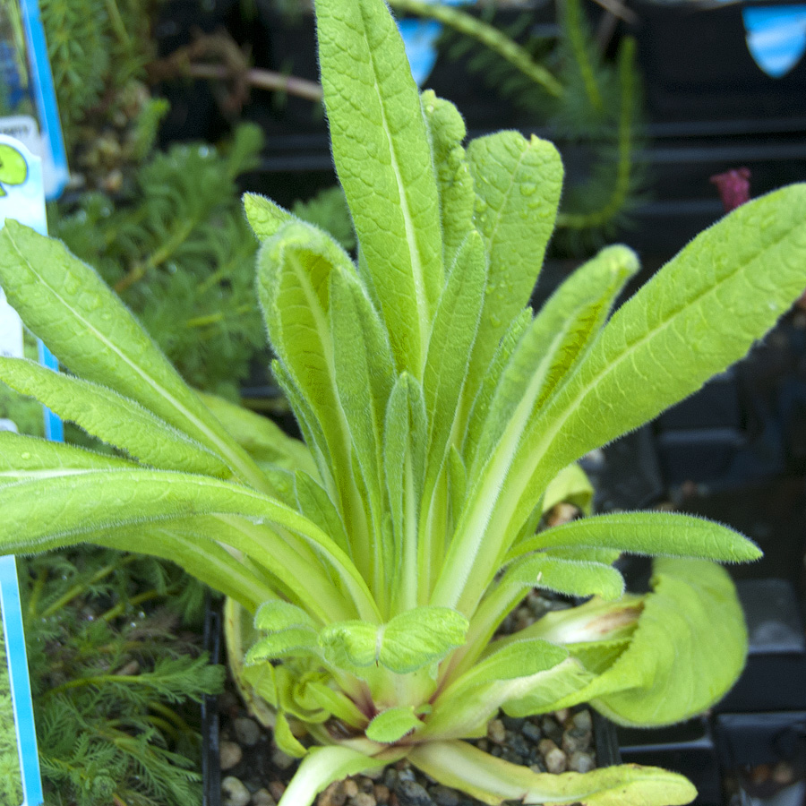 Primula veris 'Hybrids' 