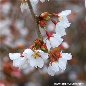 Prunus pendula 'Snow Fountain'