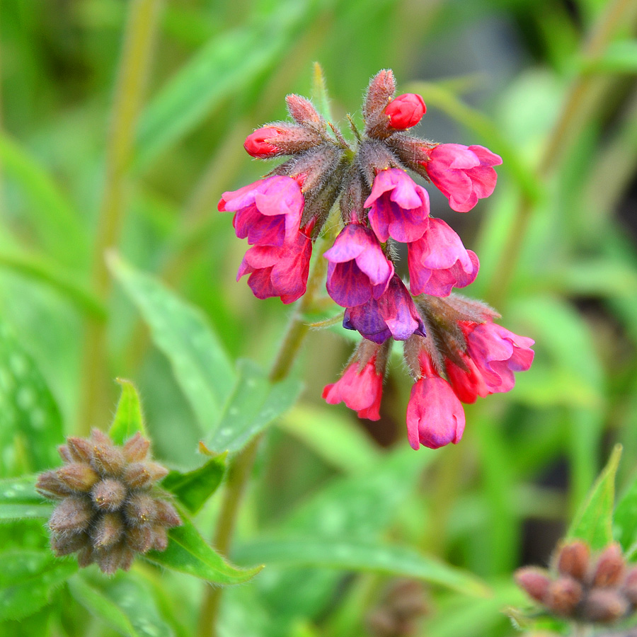 Pulmonaria Raspberry Splash