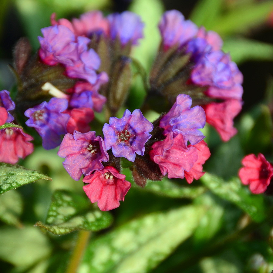 Pulmonaria SIlver Bouquet