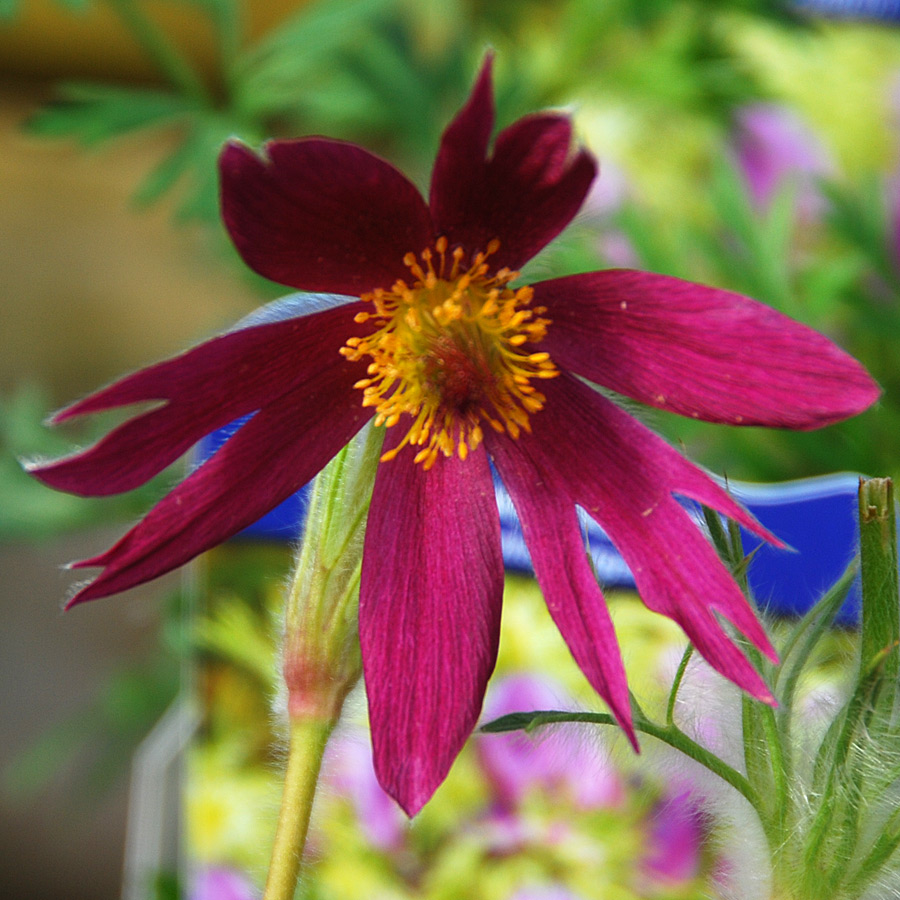 Pulsatilla vulgaris 'Papageno'