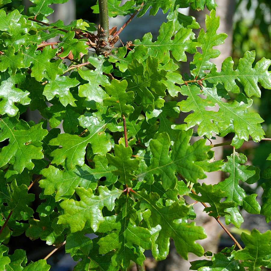 Quercus garryana