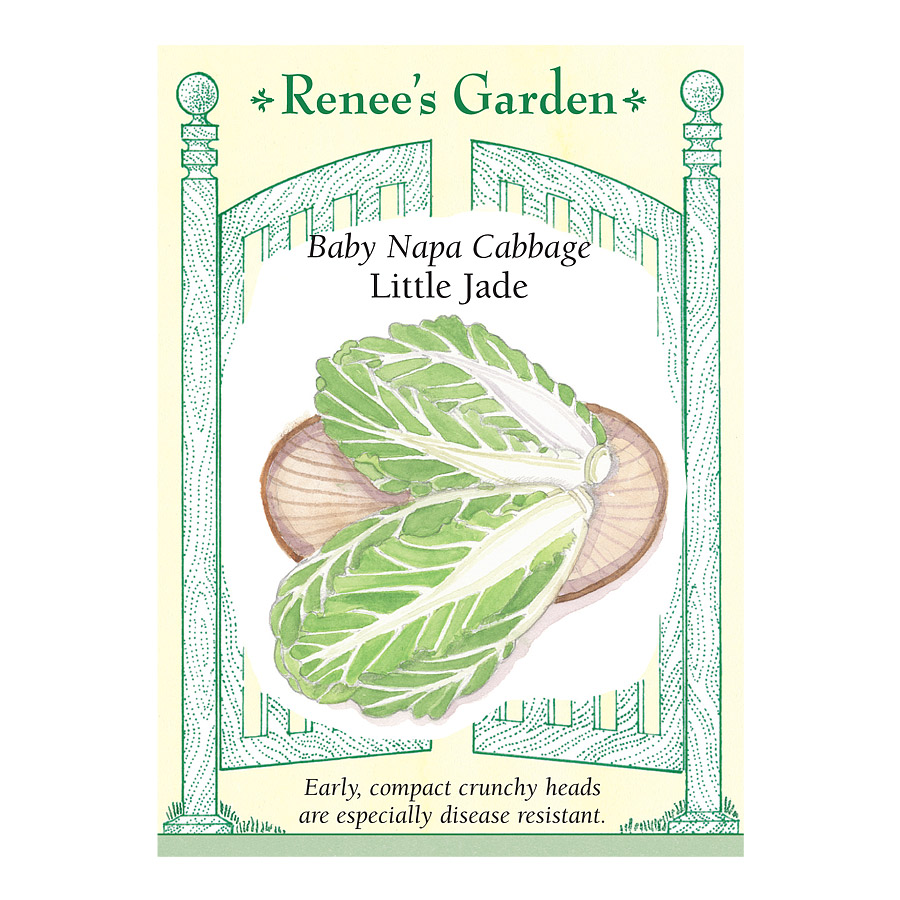 Little Jade Baby Napa Cabbage Seeds | Art's Nursery Ltd