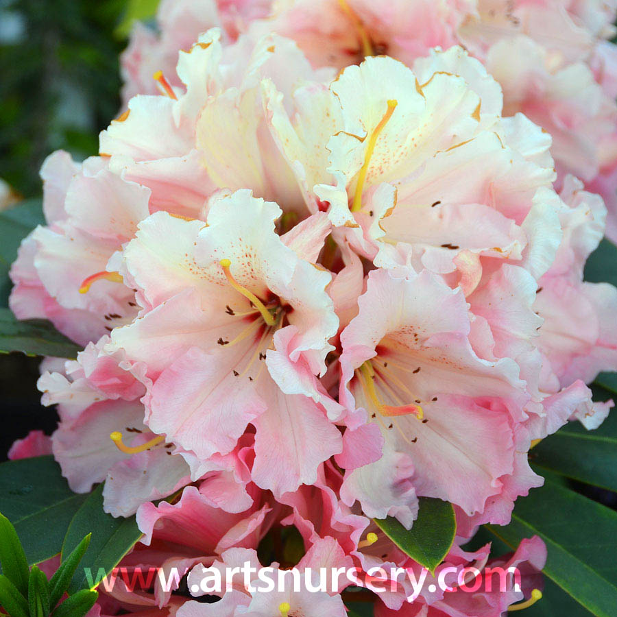Rhododendron 'Bergie Larson' 