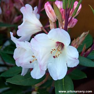 Rhododendron 'Blueshine Girl'