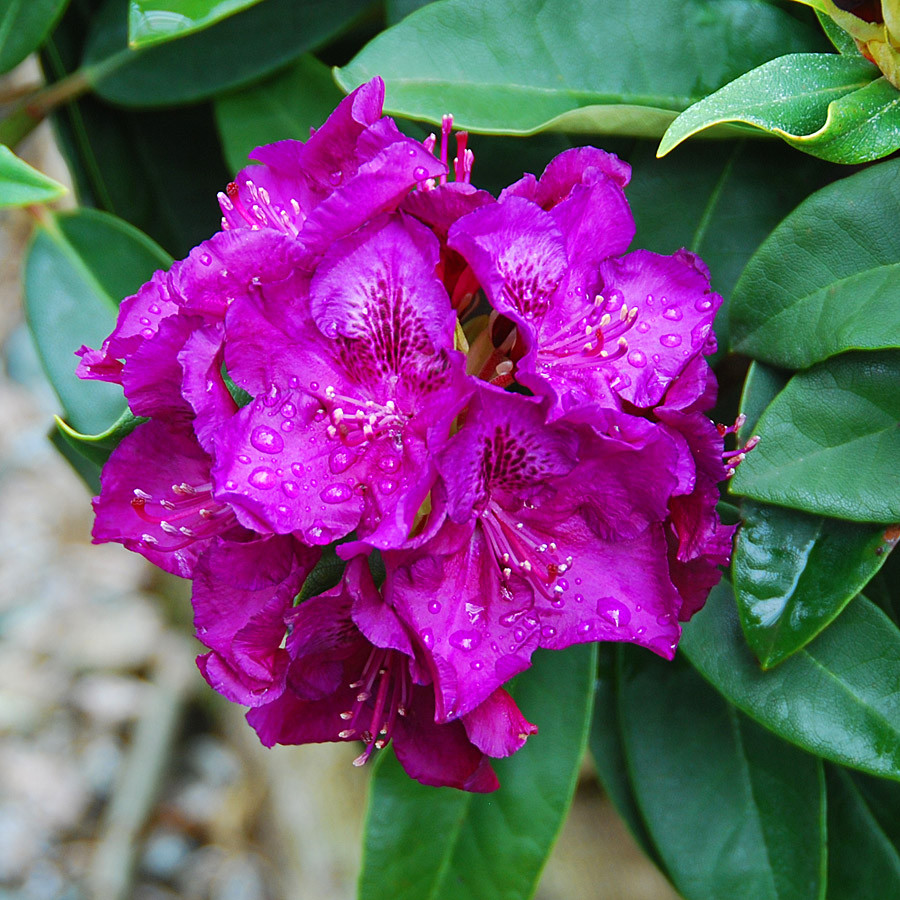 Rhododendron 'Edith Bosley' 