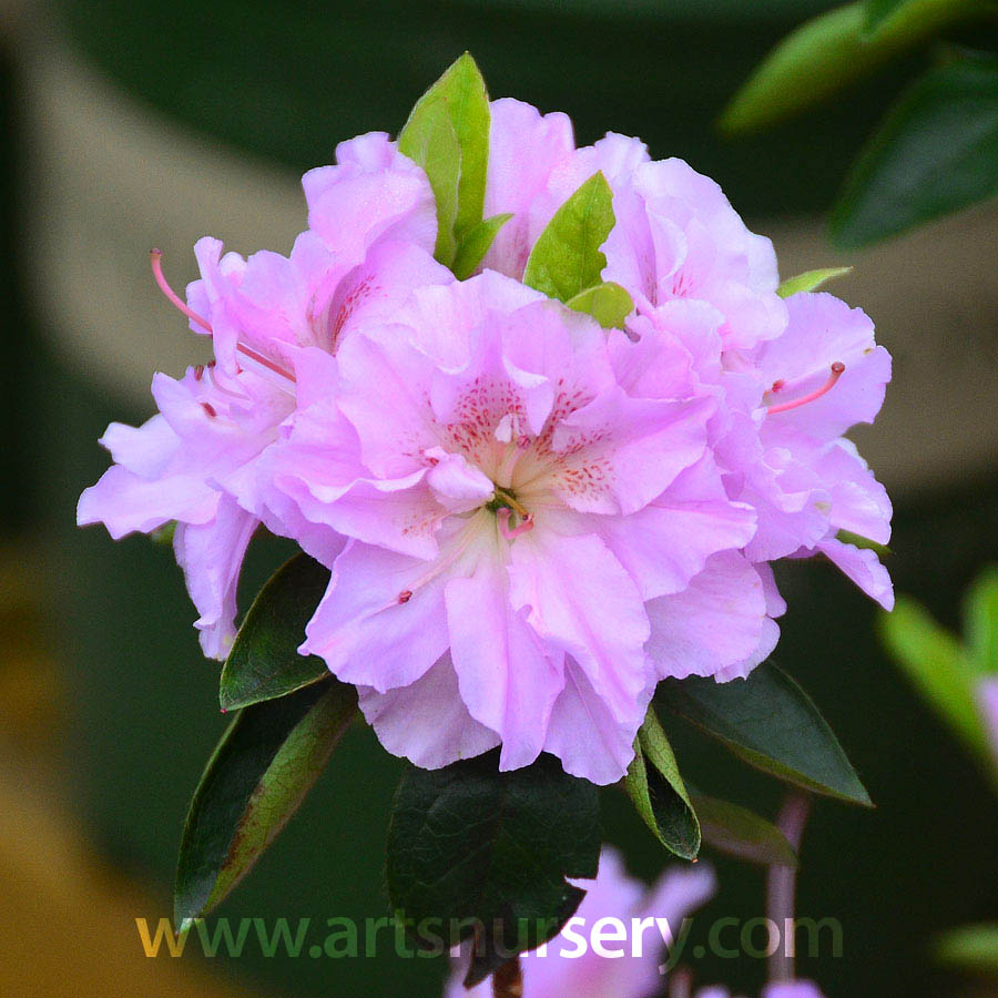 Rhododendron 'Elsie Lee'