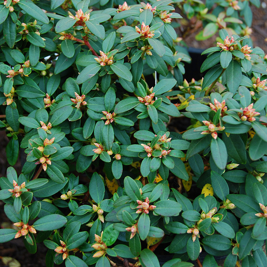 Rhododendron 'Ginny Gee' 