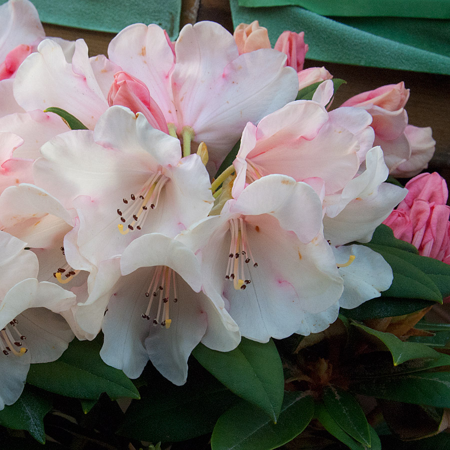 Rhododendron 'Grumpy'