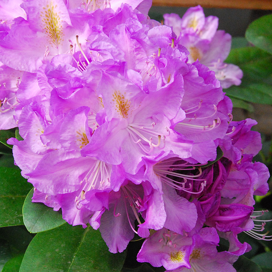 Rhododendron 'Minnetonka'