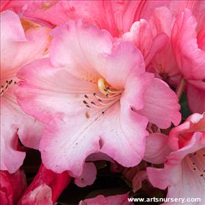 Rhododendron 'Pink Porcelain'