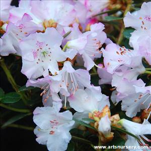 Rhododendron 'Pink Snowflake'