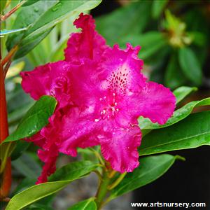 Rhododendron 'Purple Lace'