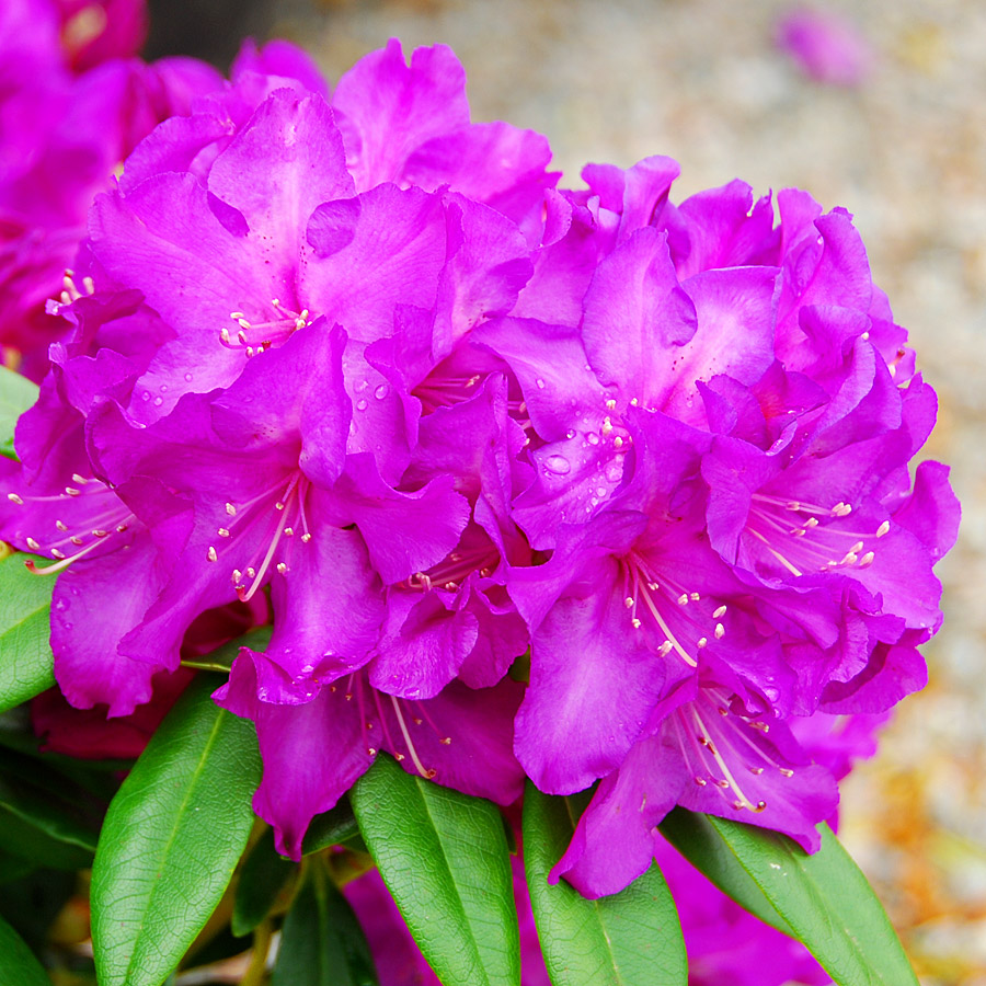 Rhododendron 'Purple Passion'