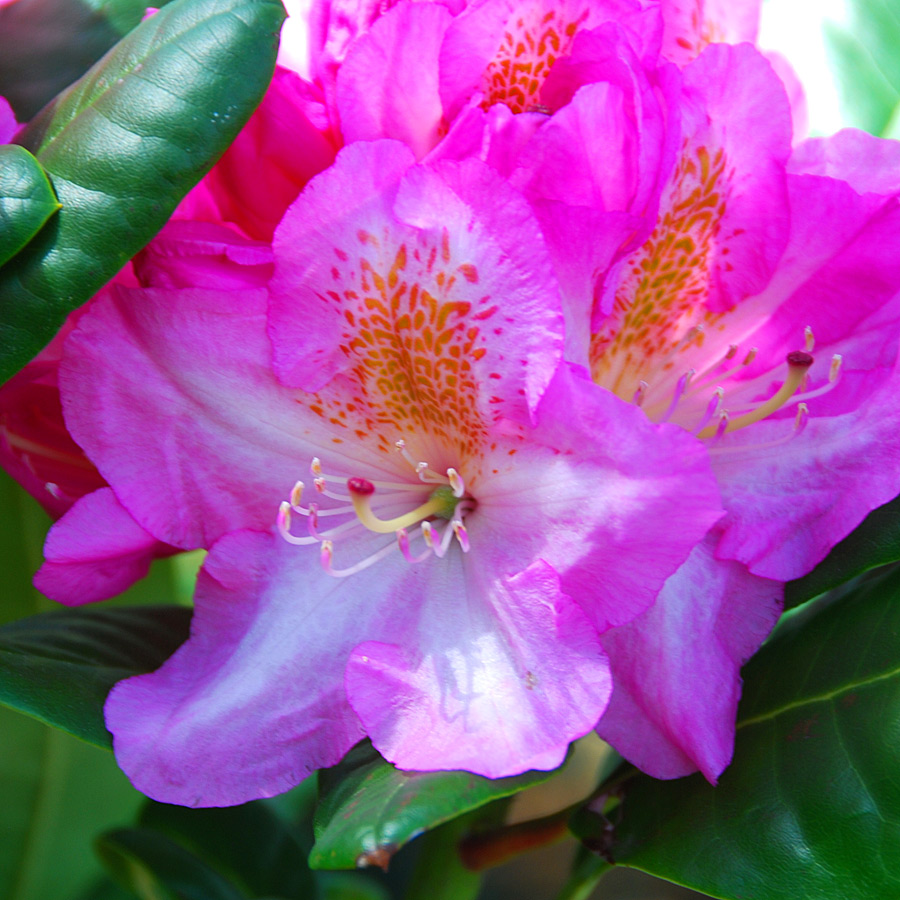 Rhododendron 'Scintillation'