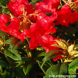 Rhododendron 'Thor'