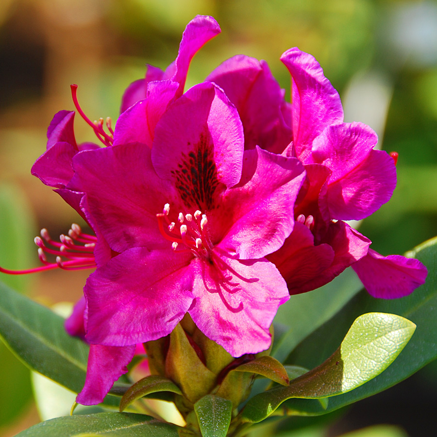 rhodo_wojnarspurple.jpg