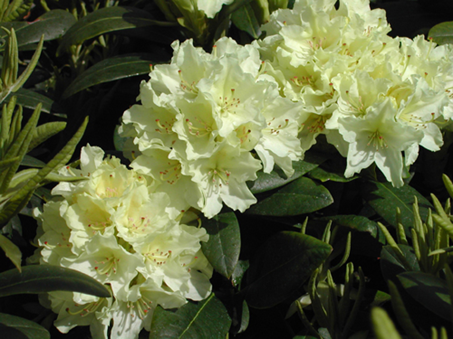 Rhododendron 'Capistrano'