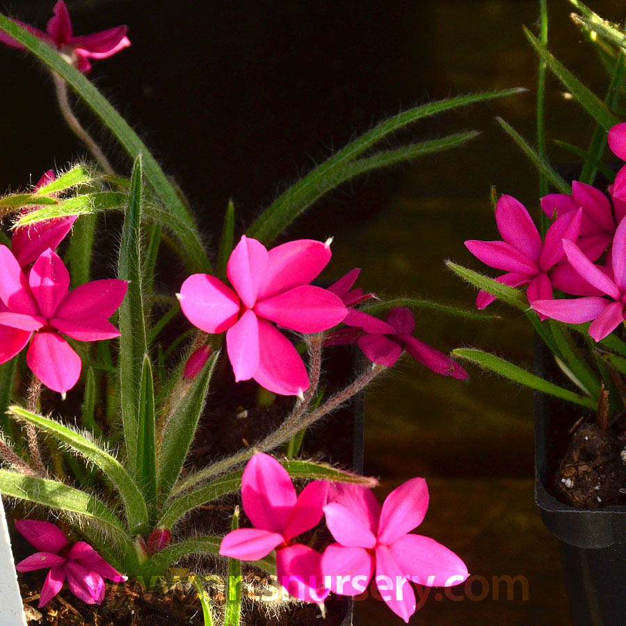 Rhodohypoxis baurri 'Pink'