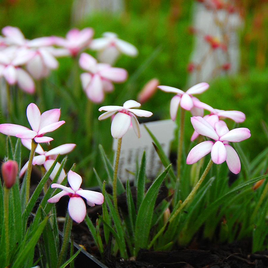 Rhodohypoxis baurii 'Alba'