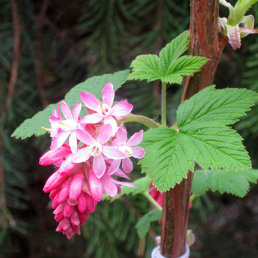 Ribes sanguineum 'Pulborough Scarlet' 