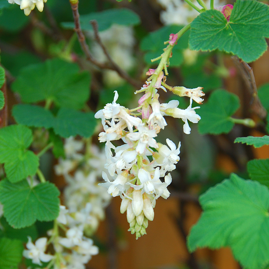 Ribes sanguineum 'White Icicle'