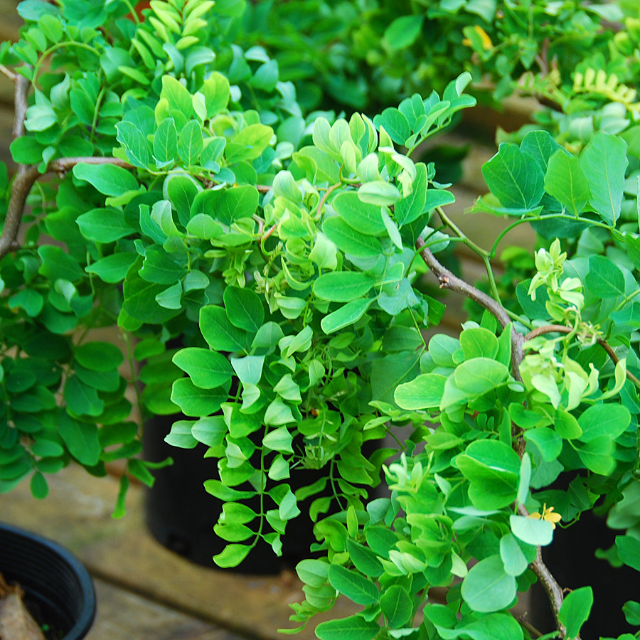 Robinia pseudoacacia 'Twisted Baby' 