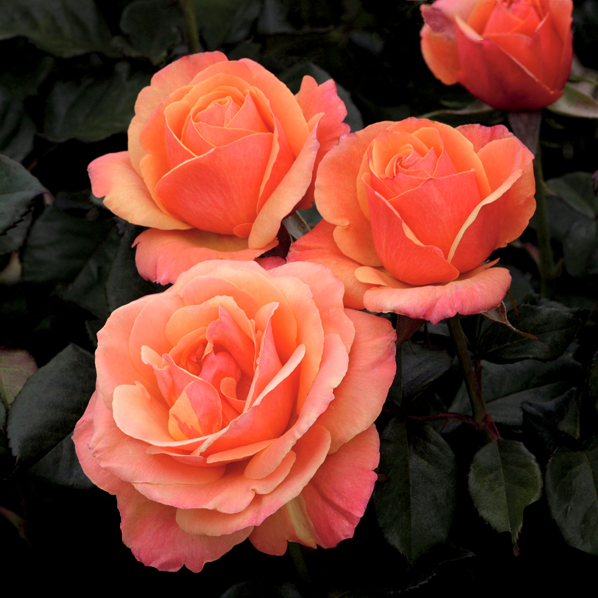 rosa_AnnasPromise_rgb.jpg