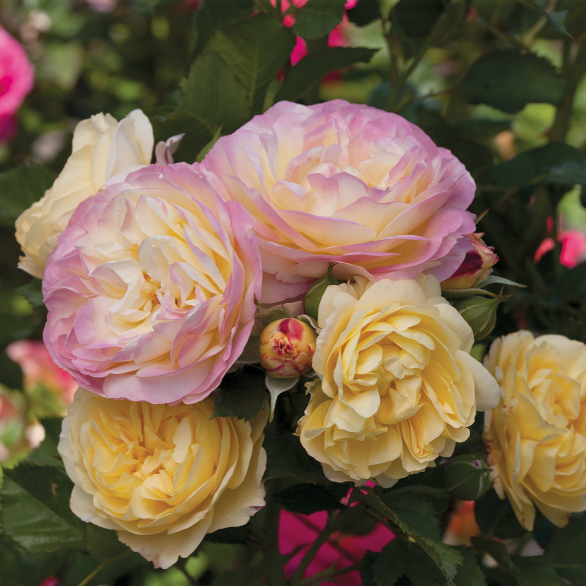 rosa_LifeOfTheParty_J6R4969.jpg