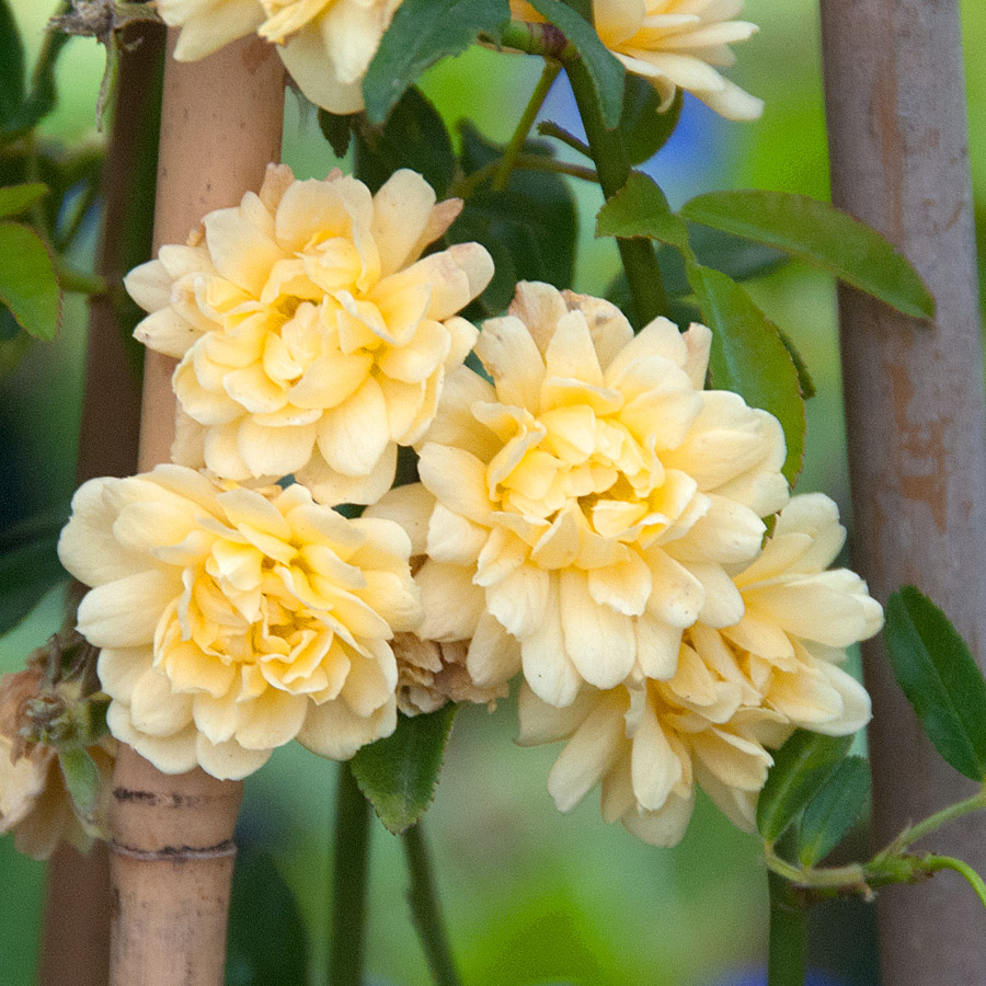 rosa_banksiae_lutea.jpg