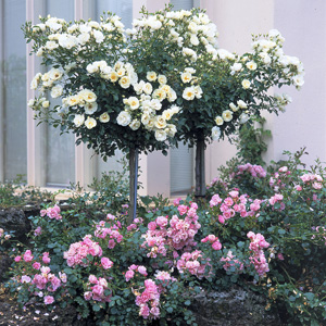 rosa_flowercarpet_whitePT.jpg