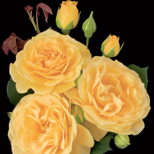 Rosa 'Julia Child' Tree Form 36in 