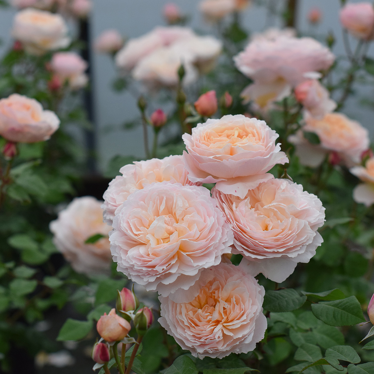Rosa Moonlight in Paris | Roses | Arts Nursery Ltd