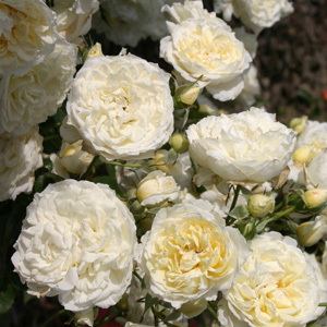 rosa_polar_express.jpg