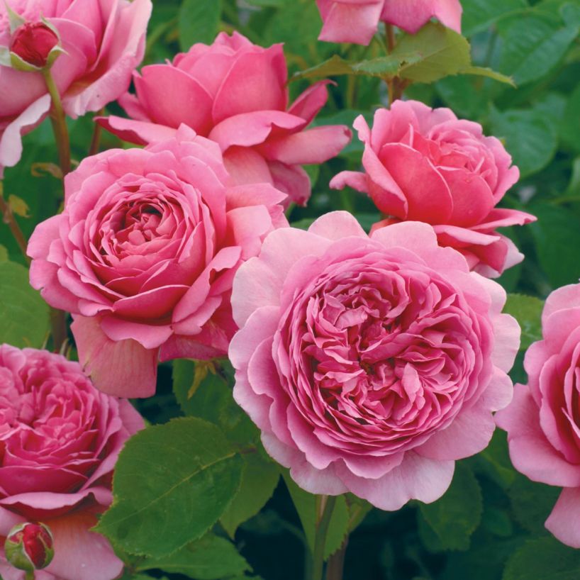 Rosa 'Princess Alexandra of Kent'