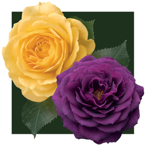 Rosa 'Julia Child' and 'Ebb Tide' TF