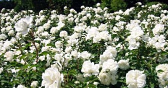 Rosa Meidiland White