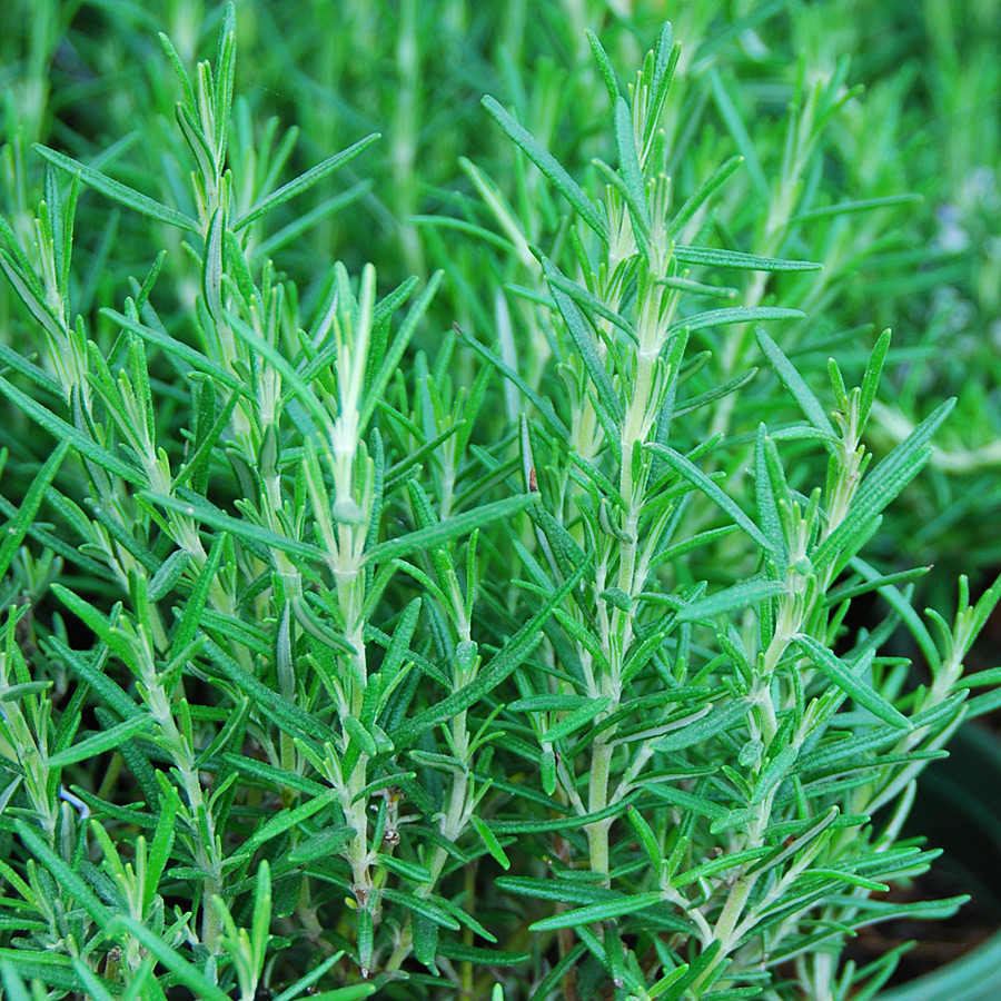 Rosmarinus officinalis 'Arp'