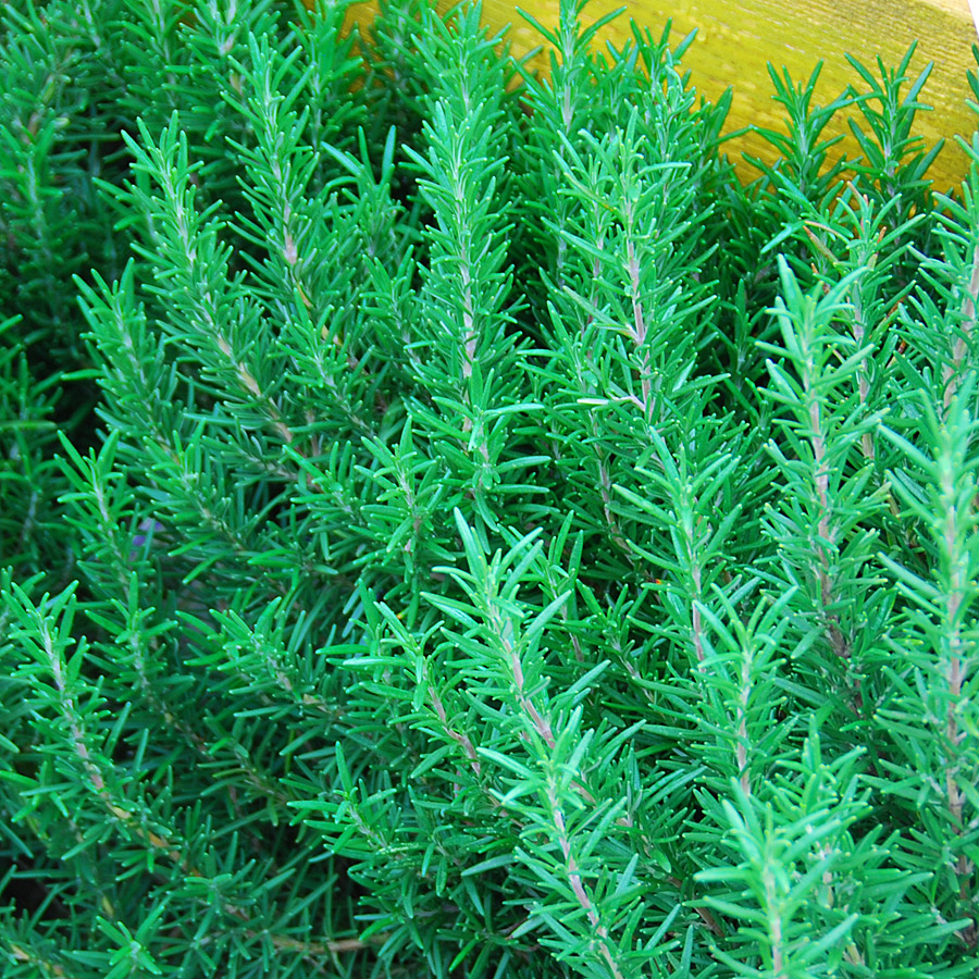 rosmarinus_officinalis_tuscanblue.jpg