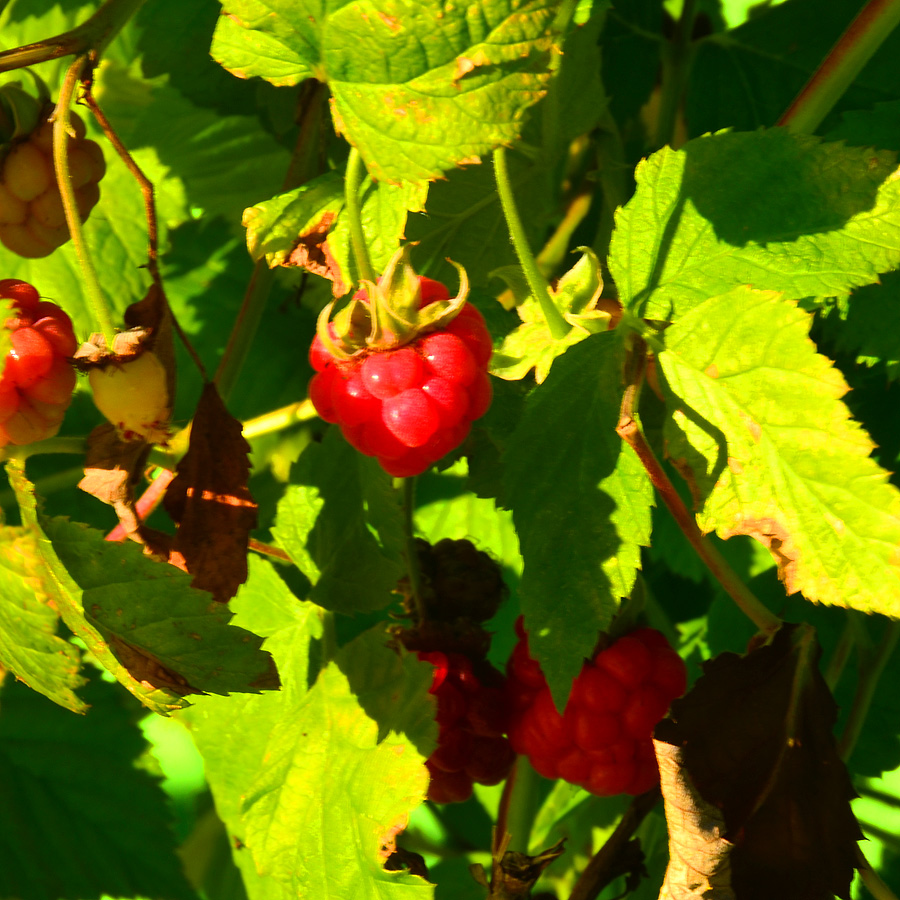 Rubus idaeus 'Raspberry Shortcake'