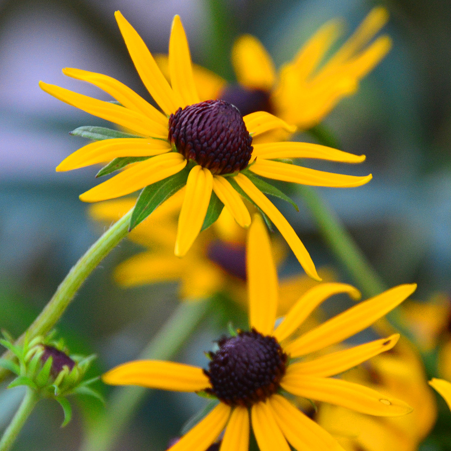 Rudbeckia fulgida 'Little Goldstar'