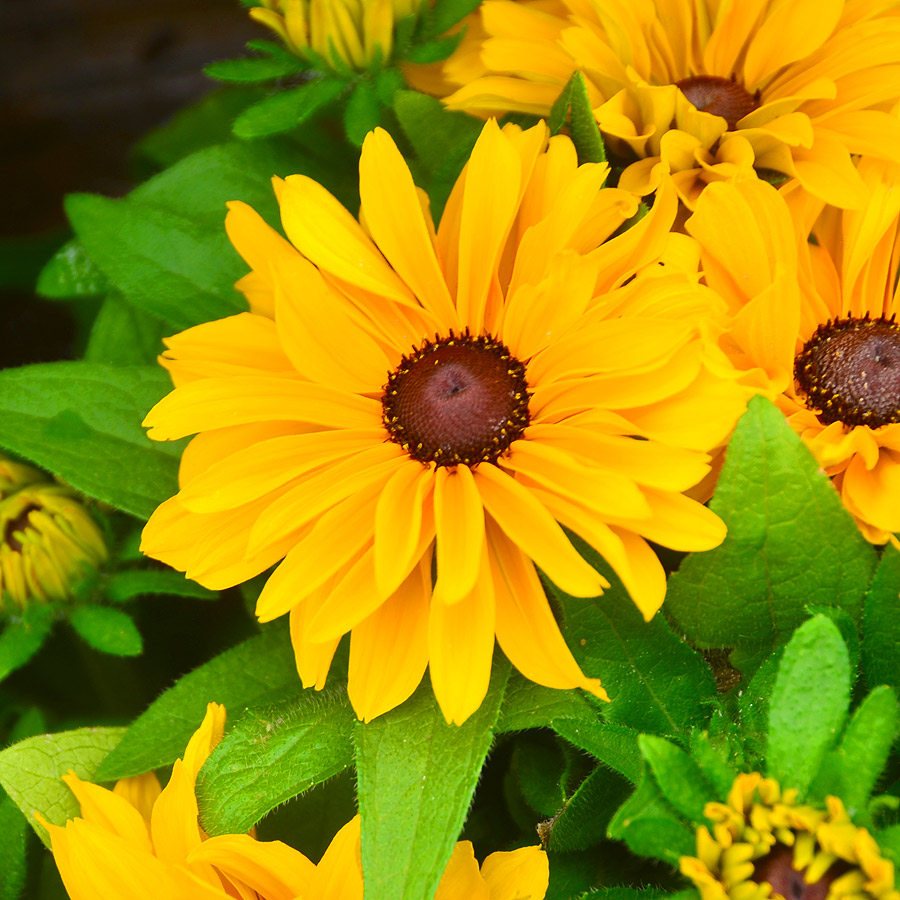 Rudbeckia 'TigerEye'