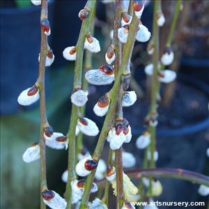 Salix caprea 'Kilmarnock' pendula