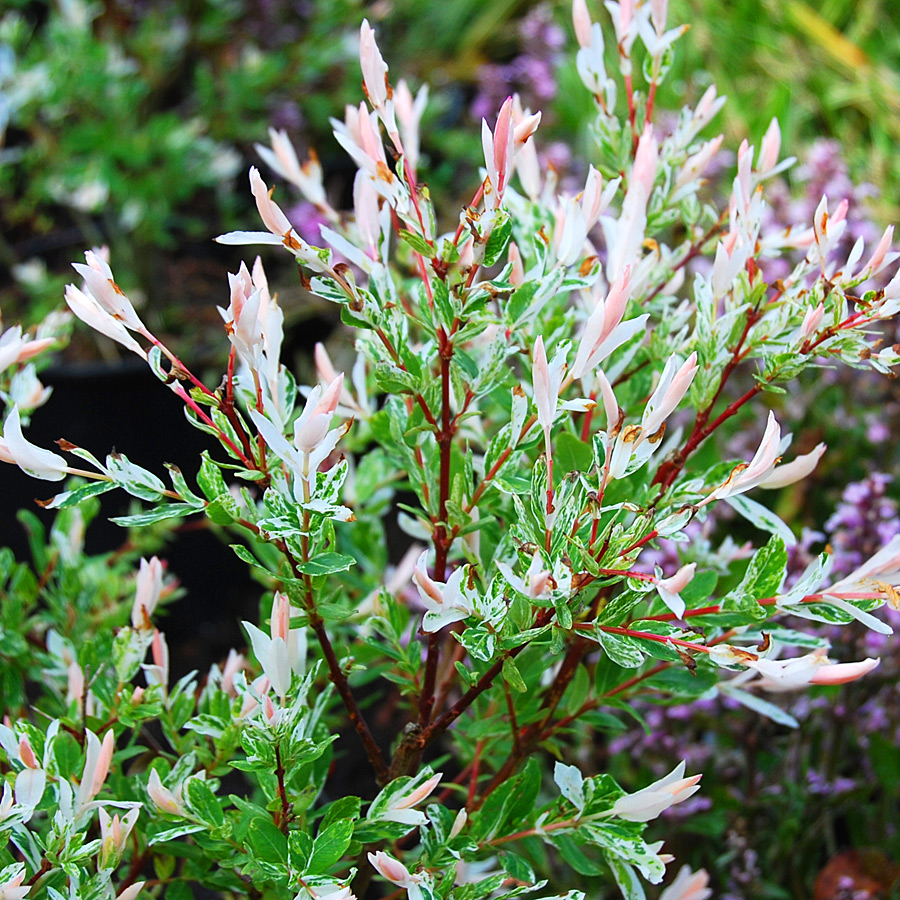 Salix integra 'Hakuro Nishiki' 15-24in STD