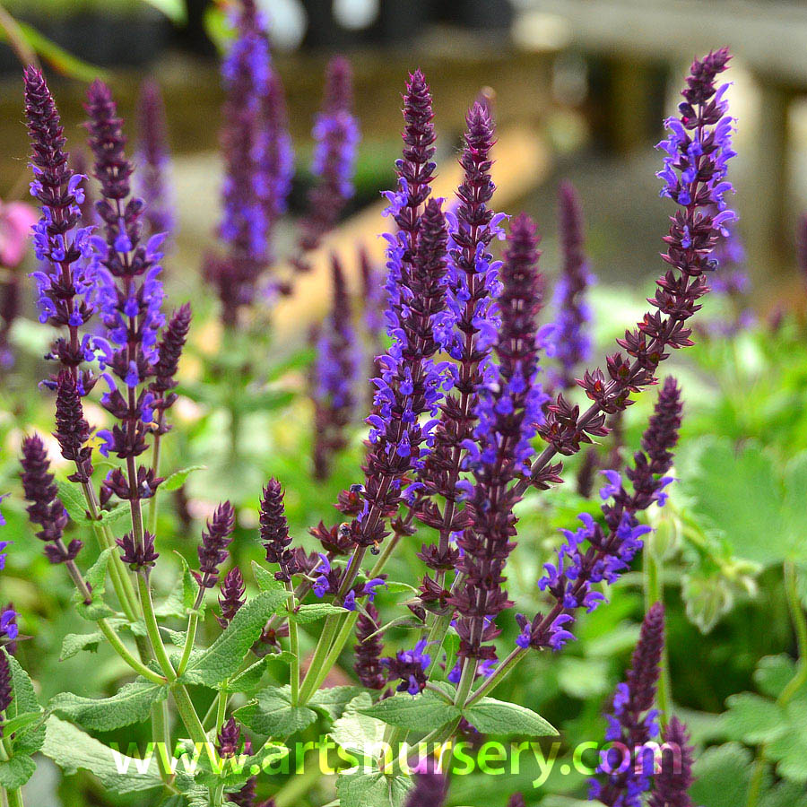 Salvia BODACIOUS 'Rhythm & Blues'