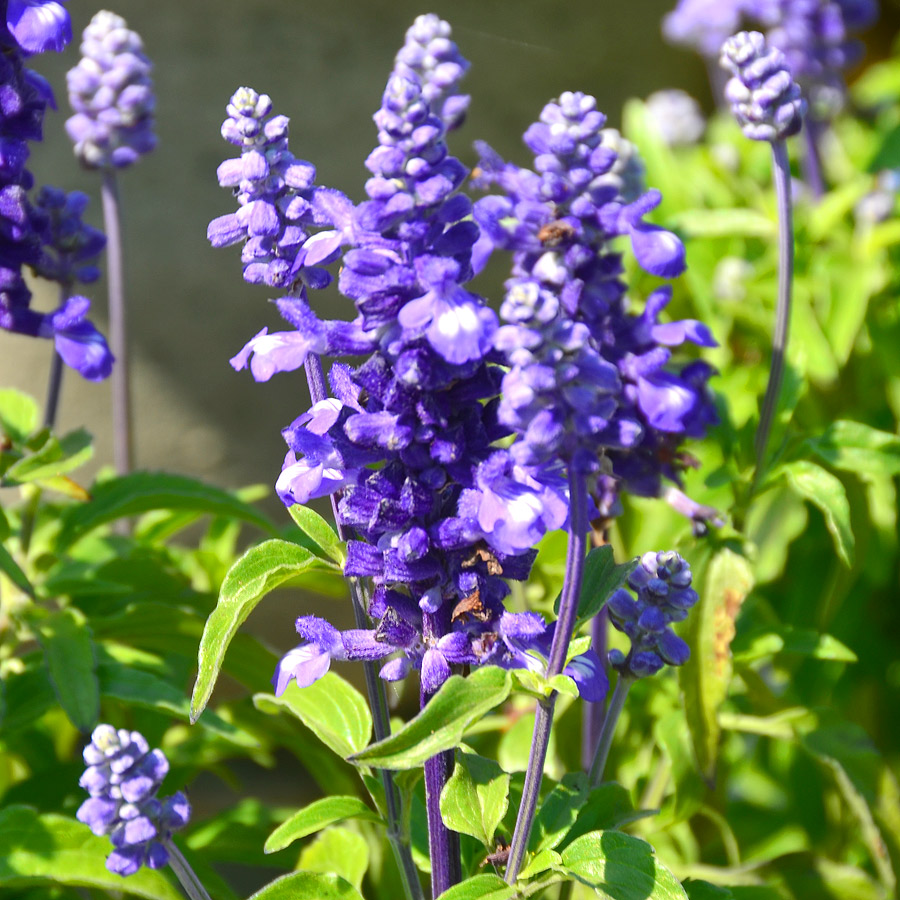 Salvia farinacea 'Rhea'